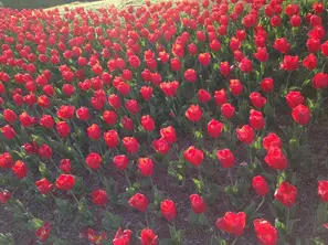 A field of red flowers with green leaves.